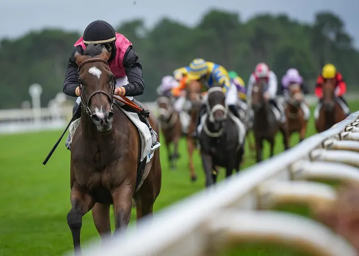 Prestige 641 Campingplatz *